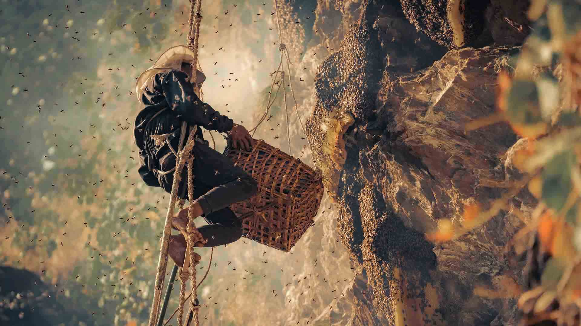 Gurung honey hunter harvesting mad honey from a Himalayan cliff